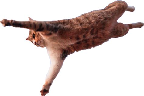 Download Jumping Cat Png Meme Freunde Verrückt Full Size Png Image