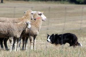 Specifically we were supposed to get them used to us picking up their paws and kinda rubbing them, separating the toes. How to Stop a Herding Dog from Nipping - Stop Rounding up ...