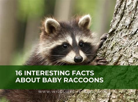 16 Interesting Facts About Baby Raccoons You Probably Did Not Know