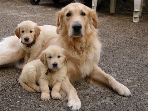 Mom And Babies Retriever Puppy Dogs Golden Retriever Beautiful Dogs