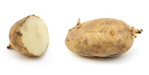 Filerusset Potato Cultivar With Sprouts Wikipedia