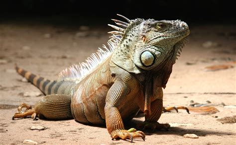 Should You Keep Your Exotic Pet Outside The Tye Dyed Iguana