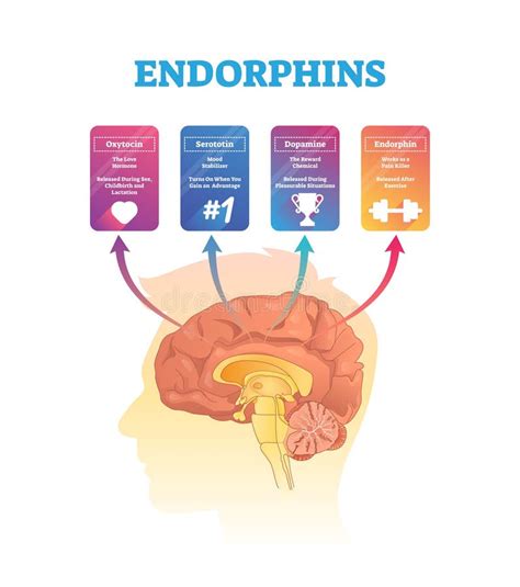 Endorphins Vector Illustration Isolated Hormones Scheme With Human