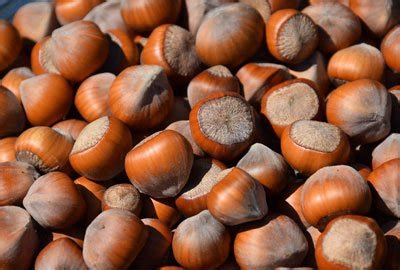 Possible Benefits Of Hazelnuts For Health Skin Hair