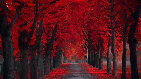 Red Forest Hd Wallpapers Top Free Red Forest Hd Backgrounds