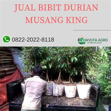Kali ini admin akan membagikan sebuah informasi mengenai cara menanam pokok durian musang king , semoga bermanfaat. Harga Benih Musang King - BENIH TOKO