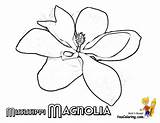 Flower Magnolia Coloring Mississippi Flowers Montana Printables Maine Printable Ms State States Drawing Drawings Yescoloring Paper Prominent Blossom Tropical Stencil sketch template