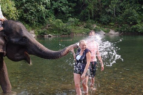 riding feeding and washing the elephants in tangkahan sumatra indonesia sumatra elephant