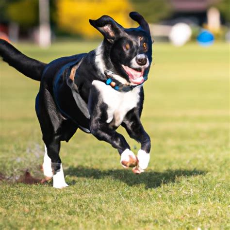 The Border Collie Lab Mix A Comprehensive Guide