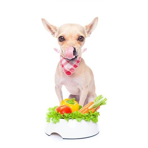 Frutas Y Verduras Recomendadas Para Perros GuÍa Completa Animal