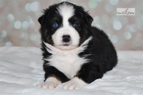 They will have medium length straight to slightly wavy, silky hair coats and gorgeous markings and color! Bailey Akc Asdr: Miniature Australian Shepherd puppy for sale near Houston, Texas. | c292cc8d-bc41