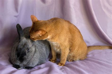 With 2 entertaining inside games and a cool drawing pad! Rescued Cat And Rescued Rabbit Are Best Friends Forever ...