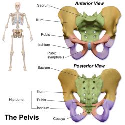 The pubococcygeus muscles and the. Pelvic Floor Anatomy - Physiopedia