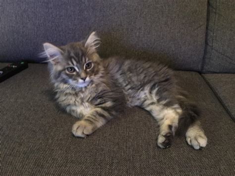 The newest member of our family! Meet Dibbes : mainecoons