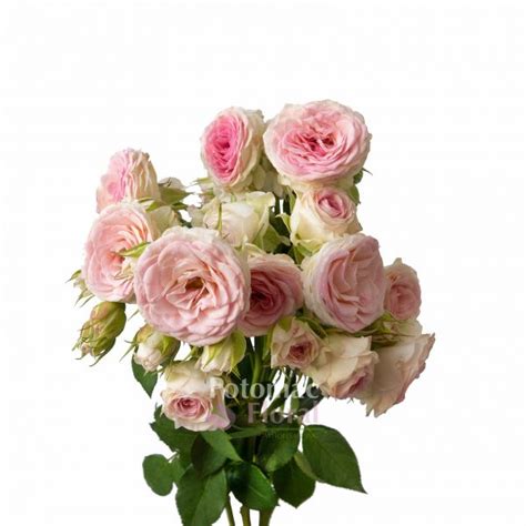 Spray Rose Mimi Eden Pinkcream Hydroponicgarden Potomac Floral