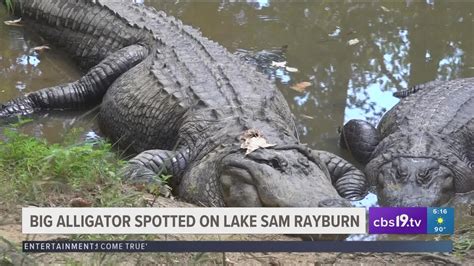 East Texas Fisherman Witnessed The Biggest Alligator Hes Seen Cbs19tv
