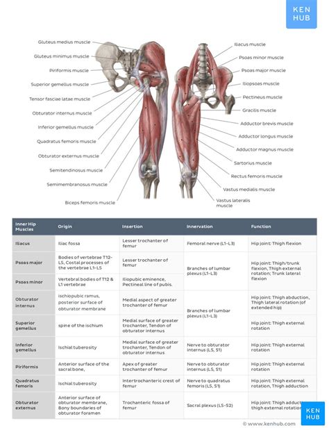 In the past, we can only use books, pictures, videos or fixed bone model to teach. Muscle anatomy reference charts: Free PDF download | Kenhub
