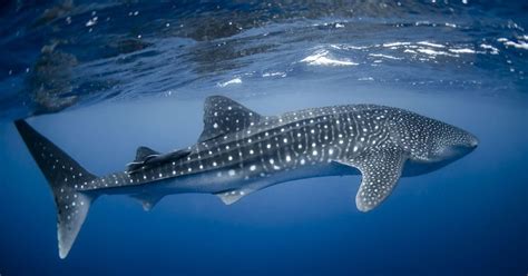 Exploring The Majestic And Mysterious Lives Of Endangered Whale Sharks Balisharks Com
