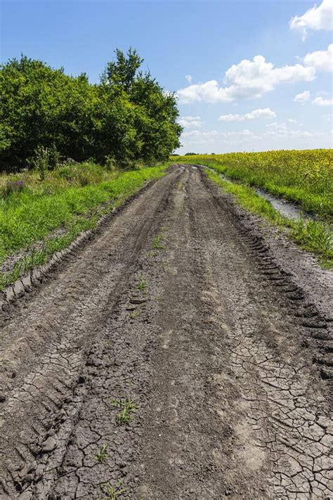 Summer Dirt Road Between Fields Of Agricultural Crops And Woodlands