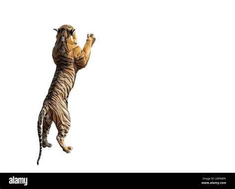 Nahaufnahme Bengal Tiger Standing Zwei Beine Isoliert Auf Weißem