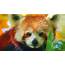 40 Adorable Red Panda Pictures Pics  Amazing Creatures