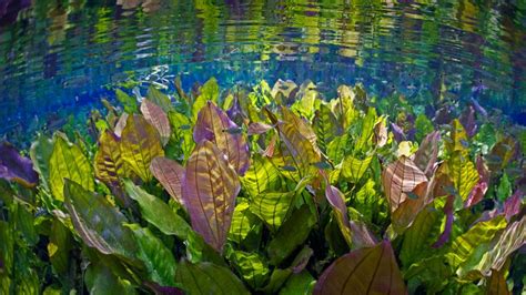 Underwater River Scene With Freshwater Plants And Tetra Fish Aquário