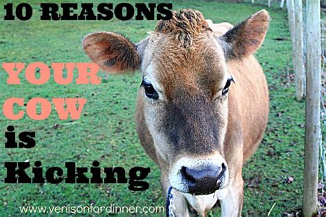10 Reasons Why Your Milk Cow Might Be Kicking • The Prairie Homestead