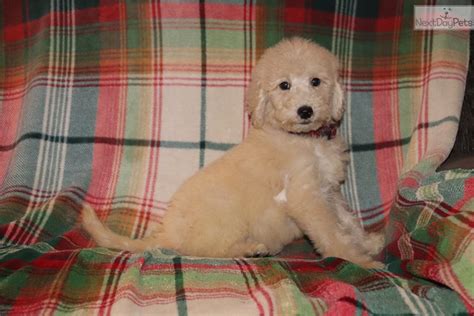 Puppies will be ready to go to their forever homes on 6/18/19. Goldendoodle puppy for sale near Memphis, Tennessee ...