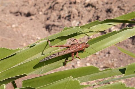 How Desert Locusts Impact Global Poverty The Borgen Project