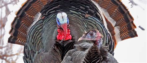 new research seeks to better understand turkey populations the national wild turkey federation
