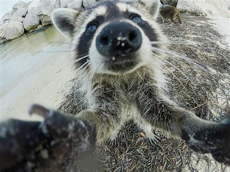 Animals Taking Selfies 80 Funny Animal Pictures