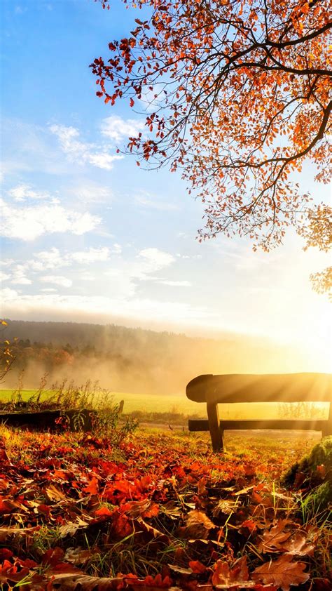 Bench In The Autumn Sunrise Wallpaper Backiee