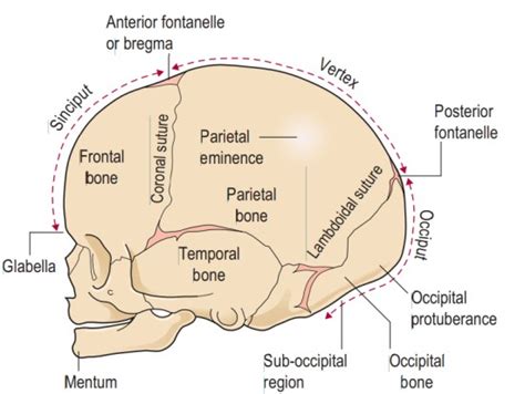 Fetal Skull Midwives Revision