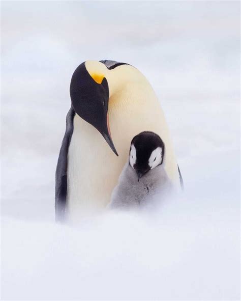 Franka Slothouber Captures The Emperor Penguin Colony In Antarctica