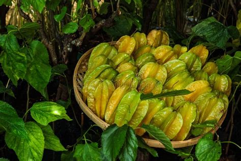 Star Apple Fruit On The Tree Stock Photo Image Of Health Delicious