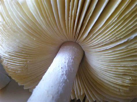 Free Images White Flower Wild Close Up Fungus Symmetry Agaricus