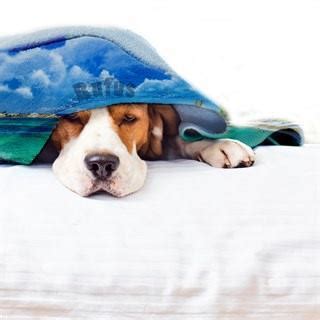 About 12% of these are pet beds & accessories. Personalized Dog Blankets. Custom Dog Blankets For Pets ...