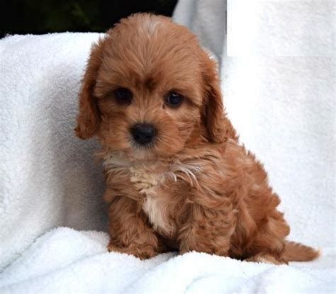 So, you have decided you want a cavapoo. View Image #1 for Cavapoo puppies for adoption : Calgary ...