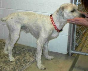 Unlike dogs with double coats, wheaten terriers only shed a few hairs a day, much like humans. Flinn in Colorado
