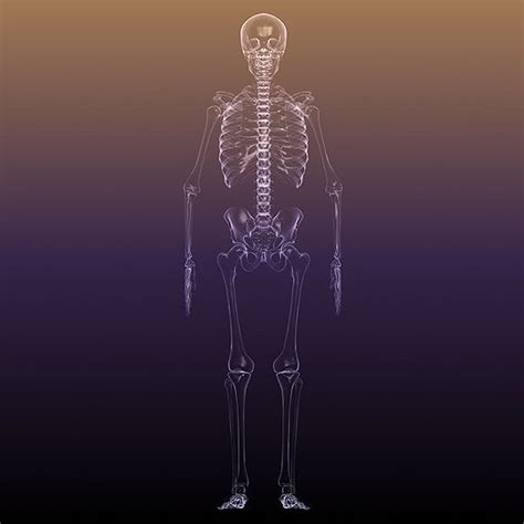 Skeleton Of A Human X Ray Scan Renderready 3d Model Max Obj 3ds Fbx