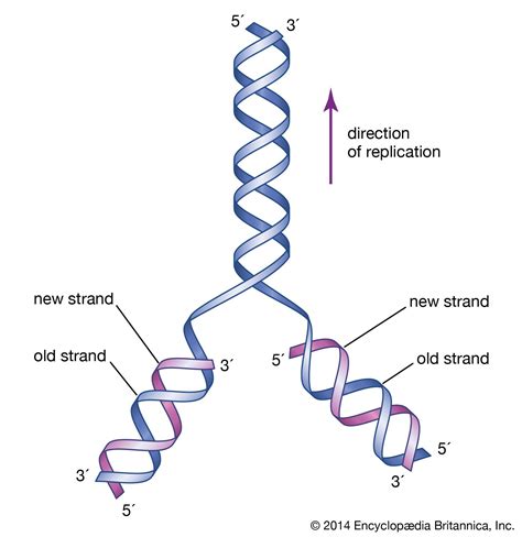 Replication Genetics Britannica