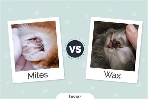 Cat Ear Mites Vs Wax The Differences Vet Approved Facts With