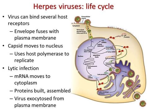 Herpes simplex viruses are worldwide in distribution, equally between the sexes, and without seasonal variation. Herpes cure에 있는 핀