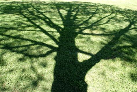 A Photo A Thought Creativity Plant Shadow Photography