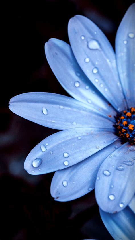 Pin By Victoria Friedman On Iphone Wallpaper Blue Flower Wallpaper