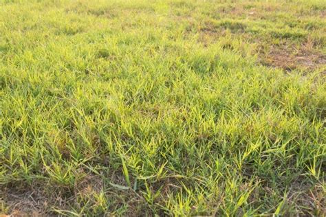 Bermuda also needs more fertilizer than other types of lawn grasses, so you can discourage its growth by reducing applications of fertilizer. Getting Rid of Bermuda Grass | ThriftyFun