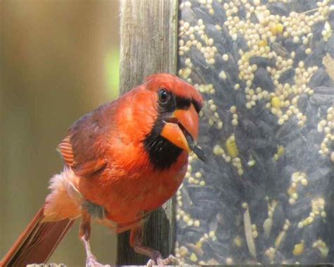 Where Do Cardinals Go In The Winter Do They Migrate