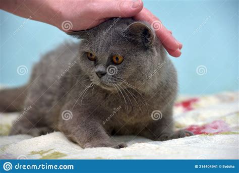 Gray With Orange Eyes British Cat Stock Image Image Of Indoor