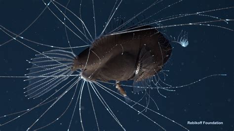 Deep Sea Anglerfish Female