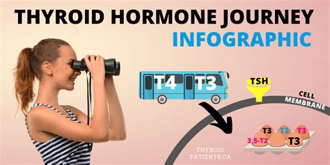 Infographic Thyroid Hormone Journey Thyroid Patients Canada